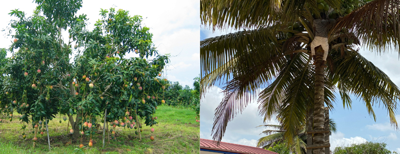 ガーナの肥沃な土壌で生育されるフルーツ