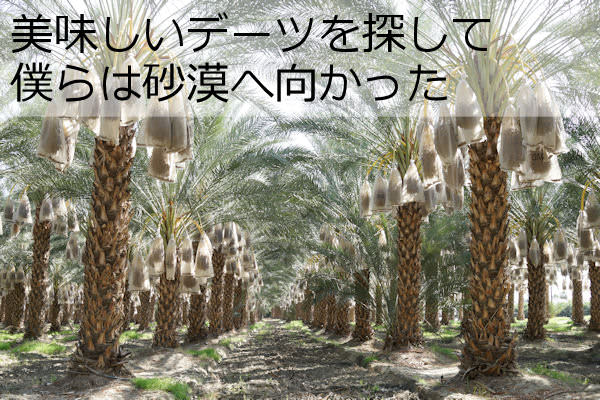 デーツ買付紀行 第１章 小島屋が行く デーツ畑視察ツアー 小島屋