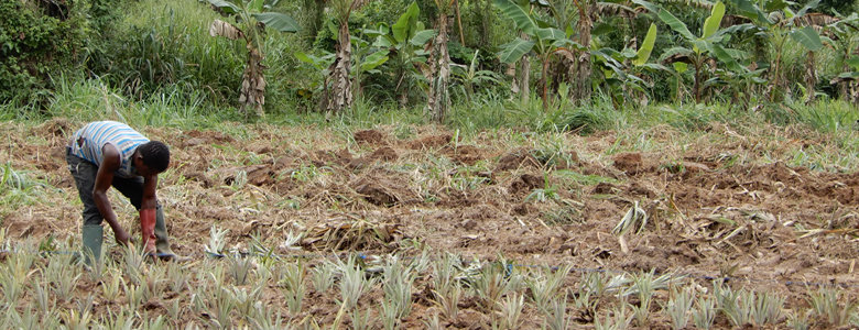 ガーナの肥沃な土壌で生育されるフルーツ