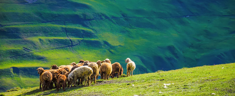 のどかで雄大なアゼルバイジャンで羊が放牧されている様子