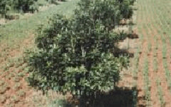 マカダミアナッツの木