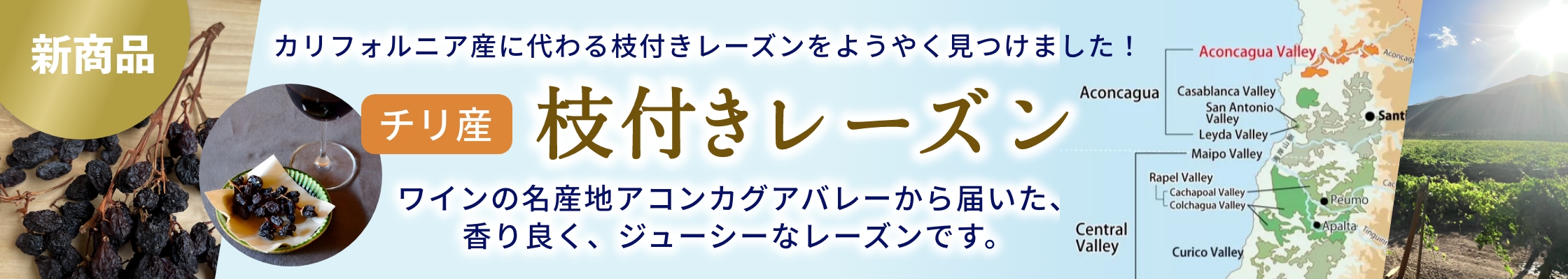 新商品　枝付きレーズン：チリ産