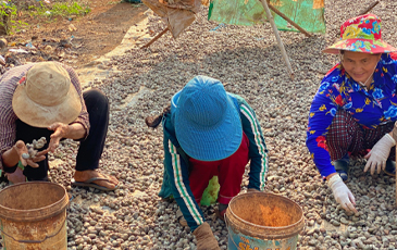 “カシューナッツを選別するカンボジアの女性”