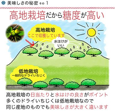 ★新物★　無添加： 小粒のドライいちじく［イラン産］《340g》